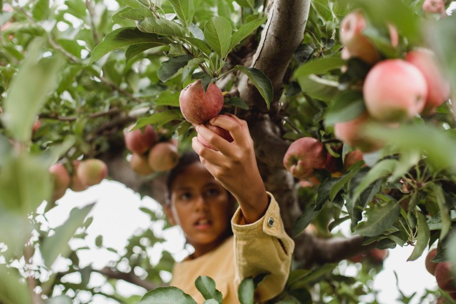 Young girl picking fresh apples from a tree at a Minnesota apple orchard.
