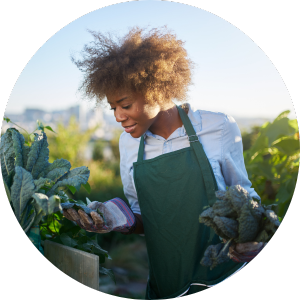 Women in fields picking vegetables.